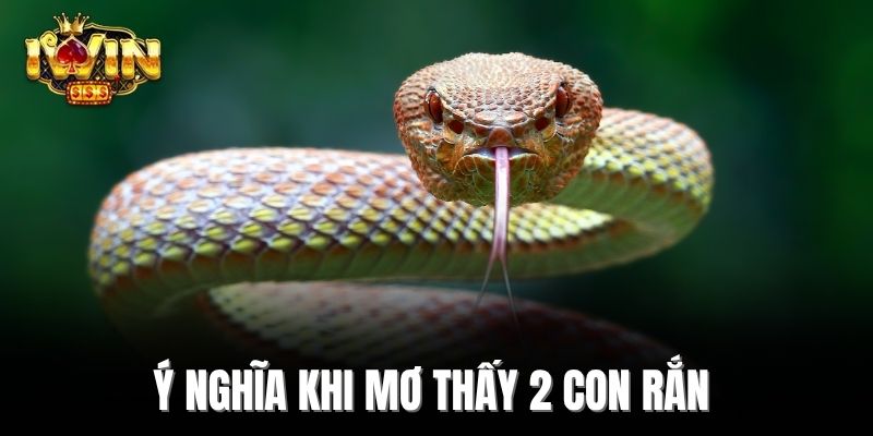 Ý nghĩa khi mơ thấy 2 con rắn